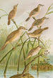 Calamodus schoenobaenus aquaticus arundinaceus - Johann Friedrich Naumann — Ansicht des Kunstwerks
