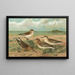 Calidris arenaria Limicola platyrhyncha - Johann Friedrich Naumann — gerahmtes Bild an der Wand