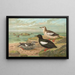 Cepphus grylle L Gryllteiste - Johann Friedrich Naumann — gerahmtes Bild an der Wand
