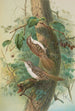 Certhia familiaris Certhia familiaris brachydactyla - Johann Friedrich Naumann — Ansicht des Kunstwerks