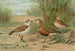 Charadrius alexandrinus Charadrius morinellus - Johann Friedrich Naumann — Ansicht des Kunstwerks