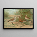 Charadrius alexandrinus Charadrius morinellus - Johann Friedrich Naumann — gerahmtes Bild an der Wand
