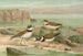 Charadrius dubius Scop - Johann Friedrich Naumann — Ansicht des Kunstwerks