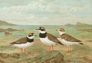 Johann Friedrich Naumann - Charadrius hiaticula.webp