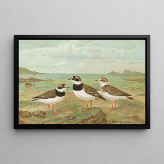 Johann Friedrich Naumann - Charadrius hiaticula.webp
