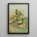 Charadrius pluvialis Charadrius squatarola - Johann Friedrich Naumann — gerahmtes Bild an der Wand
