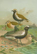 Charadrius pluvialis Charadrius squatarola - Johann Friedrich Naumann — Ansicht des Kunstwerks