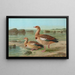 Chenalopex aegyptiacus - Johann Friedrich Naumann — gerahmtes Bild an der Wand