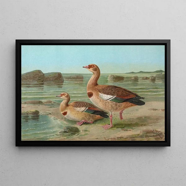 Johann Friedrich Naumann - Chenalopex aegyptiacus.webp