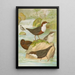 Cinclus cinclus aquaticus Cinclus cinclus Cinclus Pallasi Temm - Johann Friedrich Naumann — gerahmtes Bild an der Wand