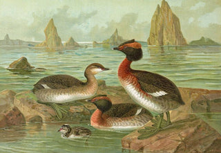 Johann Friedrich Naumann - Colymbus auritus L Gehornter Lappentaucher.webp