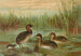 Colymbus fluviatilis Tunst, kleiner Grèbe - Johann Friedrich Naumann — Ansicht des Kunstwerks