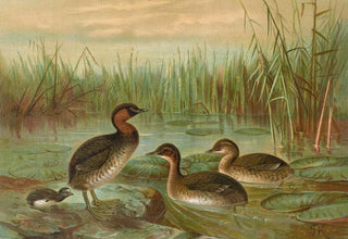 Johann Friedrich Naumann - Colymbus fluviatilis Tunst Kleiner Lappentaucher.webp