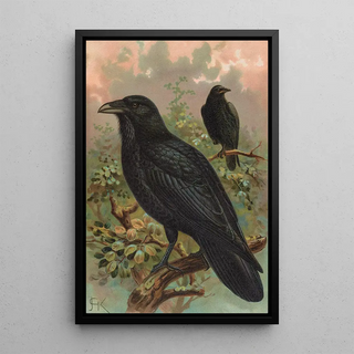 Johann Friedrich Naumann - Corvus corax.webp
