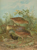Crex crex - Johann Friedrich Naumann — Ansicht des Kunstwerks