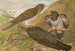 Cuculus canorus L - Johann Friedrich Naumann — Ansicht des Kunstwerks
