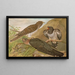 Cuculus canorus L - Johann Friedrich Naumann — gerahmtes Bild an der Wand