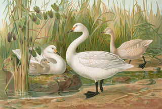 Johann Friedrich Naumann - Cygnus Bewickii Yarrell.webp