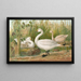 Cygnus Bewickii Yarrell - Johann Friedrich Naumann — gerahmtes Bild an der Wand