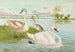 Cygnus olor - Johann Friedrich Naumann — Ansicht des Kunstwerks