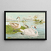 Cygnus olor - Johann Friedrich Naumann — gerahmtes Bild an der Wand