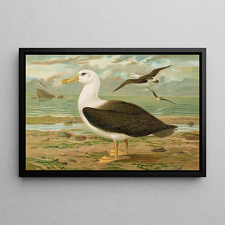 Johann Friedrich Naumann - Diomedea melanophrys Boie Schwarzzugeliger Albatros.webp