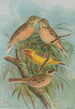 Emberiza hortulana Emberiza luteola Sparrm Emberiza chrysophrys Pall - Johann Friedrich Naumann — Ansicht des Kunstwerks