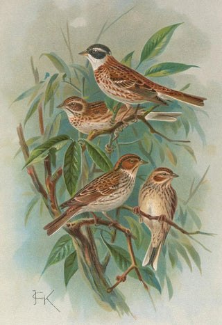 Johann Friedrich Naumann - Emberiza rustica Pall Emberiza pusilla Pall.webp
