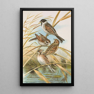 Johann Friedrich Naumann - Emberiza schoeniclus.webp