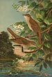 Erithacus luscinia Erithacus philomela - Johann Friedrich Naumann — Ansicht des Kunstwerks