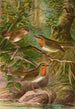 Erithacus rubeculus - Johann Friedrich Naumann — Ansicht des Kunstwerks
