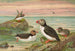 Fratercula arctica L Macareux arctique - Johann Friedrich Naumann — Ansicht des Kunstwerks