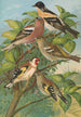 Fringilla montifringilla Fringilla coelebs Carduelis carduelis - Johann Friedrich Naumann — Ansicht des Kunstwerks