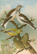 Fringilla nivalis Chloris chloris - Johann Friedrich Naumann — Ansicht des Kunstwerks