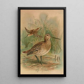 Johann Friedrich Naumann - Gallinago major.webp