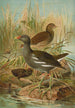 Gallinula chloropus - Johann Friedrich Naumann — Ansicht des Kunstwerks