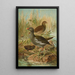 Gallinula chloropus - Johann Friedrich Naumann — gerahmtes Bild an der Wand
