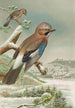 Garrulus glandarius - Johann Friedrich Naumann — Ansicht des Kunstwerks