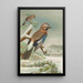 Garrulus glandarius - Johann Friedrich Naumann — gerahmtes Bild an der Wand
