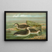 Gavia arctica L, Arktischer Tauchgans - Johann Friedrich Naumann — gerahmtes Bild an der Wand