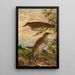 Geocichla mollissima - Johann Friedrich Naumann — gerahmtes Bild an der Wand