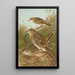 Geocichla varia Geocichla dauma - Johann Friedrich Naumann — gerahmtes Bild an der Wand
