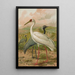 Grus virgo Grus leucogeranus Pall - Johann Friedrich Naumann — gerahmtes Bild an der Wand