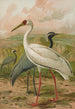 Grus virgo Grus leucogeranus Pall - Johann Friedrich Naumann — Ansicht des Kunstwerks