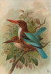 Halcyon smyrnensis - Johann Friedrich Naumann — Ansicht des Kunstwerks