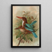 Halcyon smyrnensis - Johann Friedrich Naumann — gerahmtes Bild an der Wand
