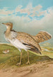 Houbara Macqueeni Gray - Johann Friedrich Naumann — Ansicht des Kunstwerks