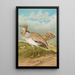 Houbara Macqueeni Gray - Johann Friedrich Naumann — gerahmtes Bild an der Wand