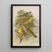 Hypolais pallida philomela polyglotta olivetorum - Johann Friedrich Naumann — gerahmtes Bild an der Wand
