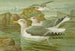 Silbermöwe Brunn - Johann Friedrich Naumann — Ansicht des Kunstwerks
